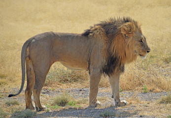 Wall Mural - Lion in Namibia