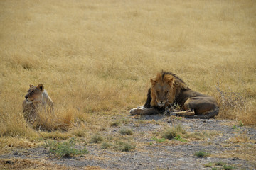 Wall Mural - Lion and Lioness in Namibia