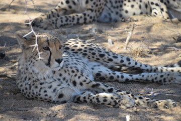 Wall Mural - Cheetah in Namibia