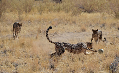 Wall Mural - Cheetah in Namibia