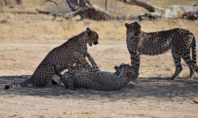 Wall Mural - Cheetah in Namibia