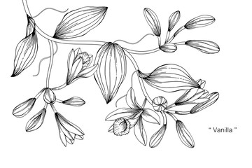 Wall Mural - Vanilla flower drawing illustration. Black and white with line art on white backgrounds.