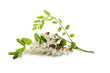 Blossoming acacia with leafs isolated on white background, black locust, flowers,  Robinia pseudoacacia 