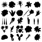 Fototapeta Lawenda - Black silhouettes of cactus, agave, aloe, and prickly pear. Cacti set. Vector.