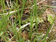 Ringelnatter frisst Frosch - Grass snake eats frog