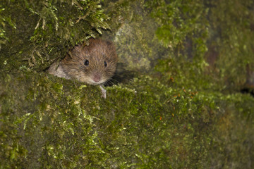 Bank Vole