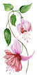 Beautiful fuchsia flower on a twig with green leaves. Isolated on white background. Watercolor painting.