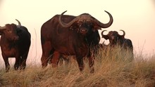 A Cape Buffalo In Africa