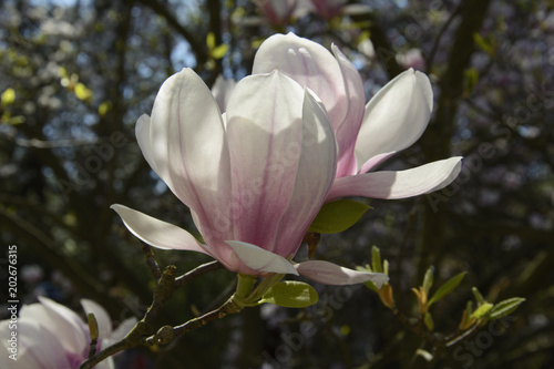 Plakat magnolia z ogrodu - wiosna w Polsce