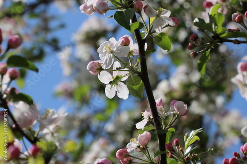 Zdjęcie XXL Apple Blossom / Apple Tree (Malus)