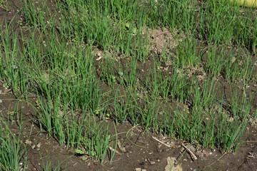 Canvas Print - Cultivation of Japanese leek