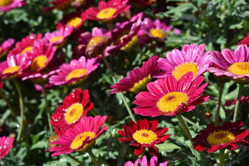 Group of daisies in the sun