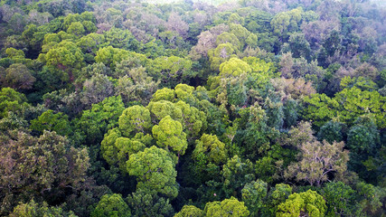 Wall Mural - Rainforest. Aerial photo forest jungle