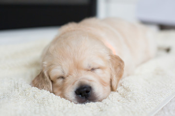 Wall Mural - Portrait of cute sleeping golden retriever puppy on the blanket. Lovely one month old baby boy breed golden retriever