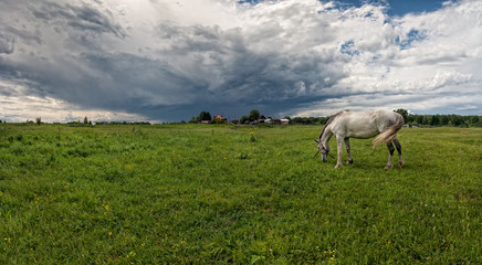 white horse closeup on background of landscape with fog and clouds in the blue sky. dawn in the mountains and green meadows of the summer season