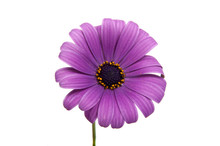 Beautiful Purple Osteospermum Or African Daisy Pink Flower Isolated On White