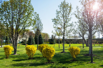 Wall Mural - Green spring sunny city park with road and beautiful trees alley