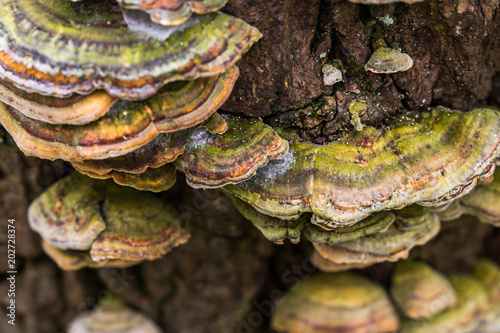 Fotografia, Obraz Polypores in golden green colours connected to the trunk of a tree