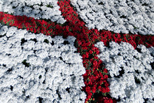 Saint George Flag Red Cross On White Made Of Flowers