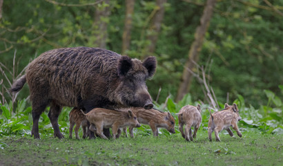 young wild boar