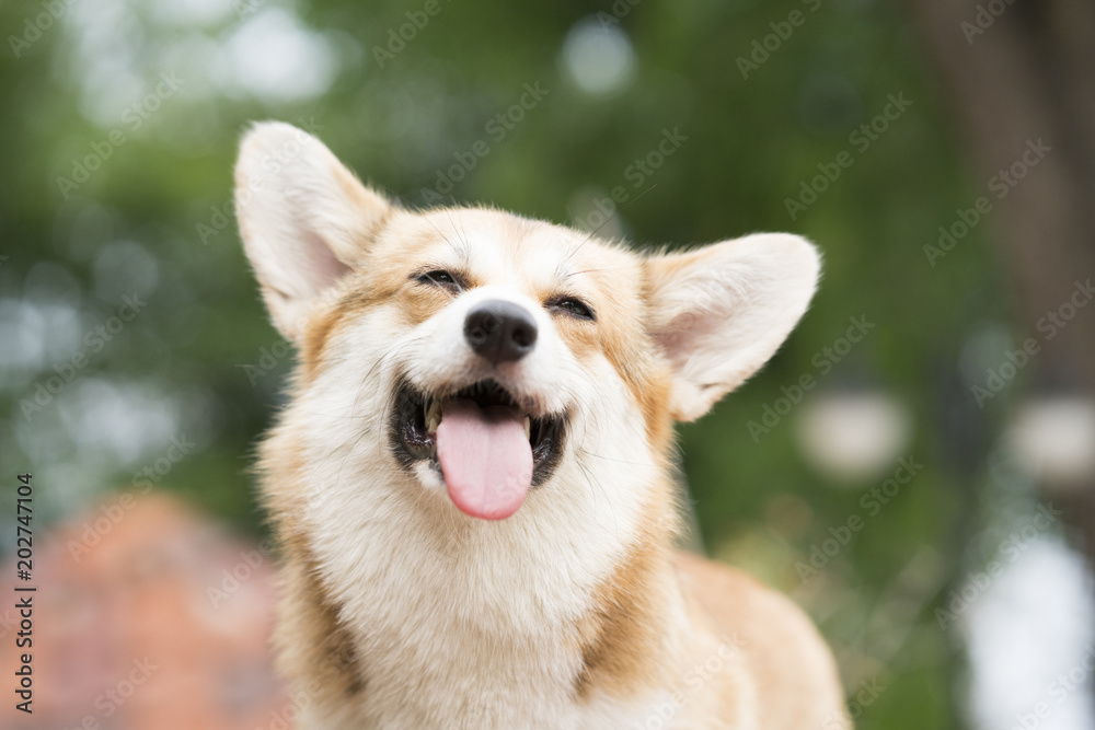 Corgi dog smile and happy in summer sunny day - obrazy, fototapety, plakaty 