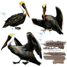 Brown Pelican Hand Drawn Watercolor Illustration Set