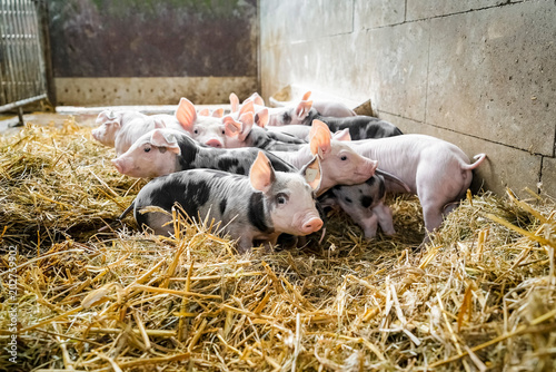 Download Glueckliche schweine For Android Glueckliche Schweine