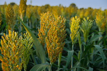 Selective Soft Focus Of Sorghum Field In Sun Light.