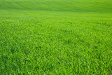 Fototapeta Maki - Green grass background texture. Element of design