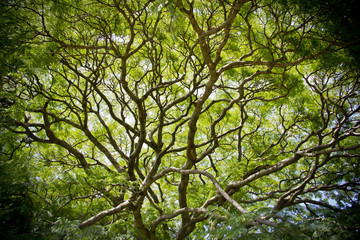 Forest tree foliage, maze branches pattern upward view.