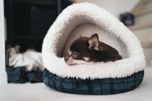 Chihuahua Is Sleeping In A Bed Like A Rice Ball