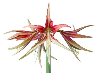 Wall Mural - Amaryllis Hippeastrum exotic sybister La Paz closeup isolated on white background