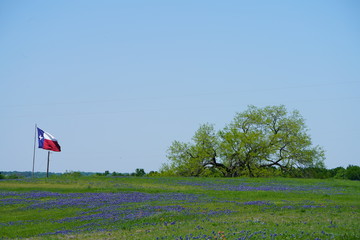 view along texas bluebonnets trail during spring time around the texas hill country