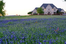 Large Countryside Home During Spring Time With Bluebonnet Wildflowers Blooming Near The Texas Hill Country