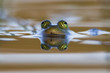 The reflection of a frog