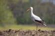 A stork in a field