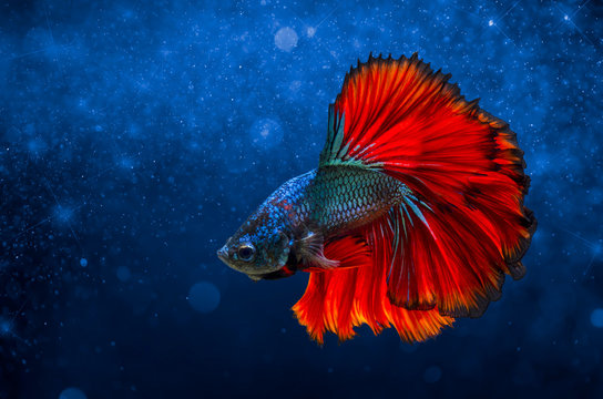 Fighting fish Red blue Light background with bokeh