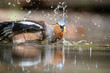 Washing Hawfinch in a pond