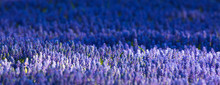 Field Of Blue Flowers