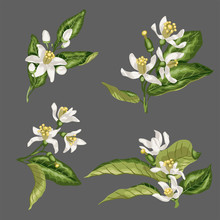 Set Of Citrus Flower Branches Of Orange, Lemon, Lime Fruit Tree Made In Vector Graphic With Flowers, Leaves, Buds And Little Fruits