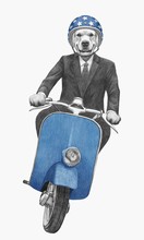 Golden Retriever Rides Scooter, Hand-drawn Illustration