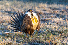 Male Greater Sage-Grouse In Courtship Display At Lek