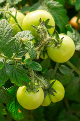 decorative green tomatoes, selected focus