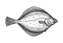 Ink Sketch Of Flounder.