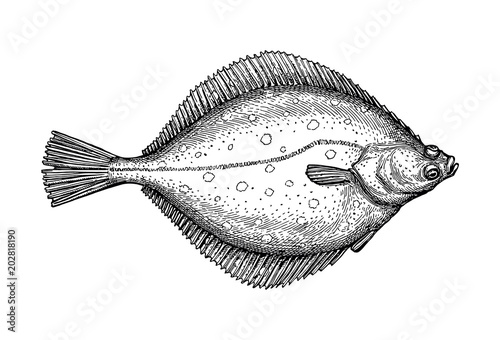 Ink sketch of flounder. Tableau sur Toile