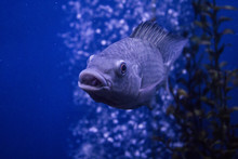 Underwater Photo Of A Species Of Fish Called Cichla Ocellaris