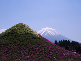 shizuoka