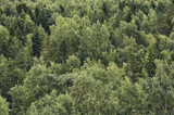 Fototapeta Las - Forest in Finlan, matte style.