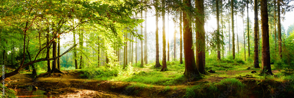 Beautiful forest in spring with bright sun shining through the trees - obrazy, fototapety, plakaty 