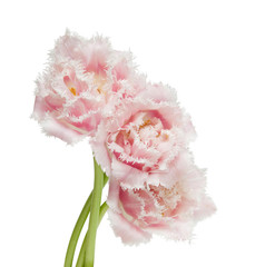 Wall Mural - tulips